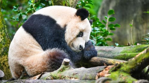 Panda Valley