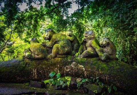 Monkey Forest Entry Ticket  Transfer Included