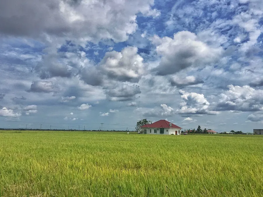 Paddy field , Fishing Village Sekinchan (SIC - Join In Tour)