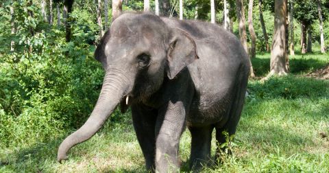 Elephant Sanctuary Tour with Deerland Visit