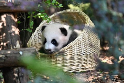 Chengdu Panda Park and Leshan Giant Buddha Daily Bus Tour with Tickets by CITS X ZANBUS