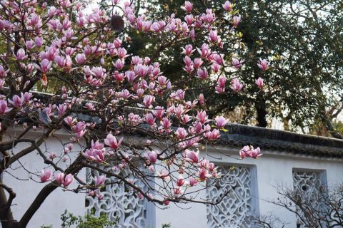 Humble Administrator's Garden (Zhuozheng Garden) Admission Ticket Adult (Non-Mainland Chinese Residents)