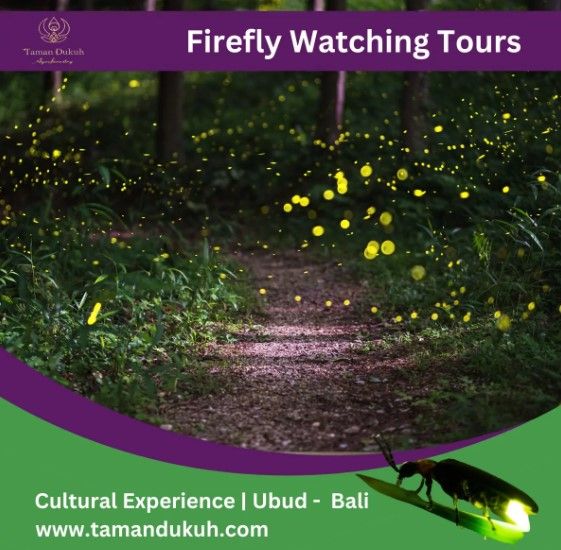Bali Firefly Watching Tours