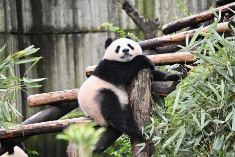 Chengdu Panda Park Daily Bus Tour with Tickets by CITS XZANBUS