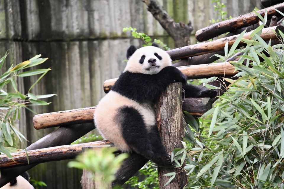 Chengdu Panda Park Daily Bus Tour with Tickets by CITS XZANBUS
