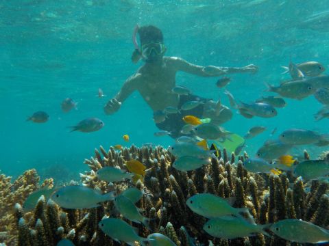 Open Trip Menjangan