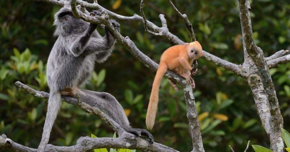 Klias River Proboscis Monkey & Fireflies Cruise (Fully Guided Tour)