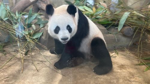 Panda Valley + Dujiangyan or Chengdu Private Tour Day Tours