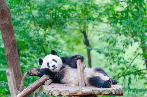 Chengdu panda Base of Giant Panda Breeding Admission
