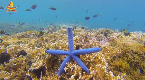 Secrate Island Private Snorkling Tour in lombok with go pro