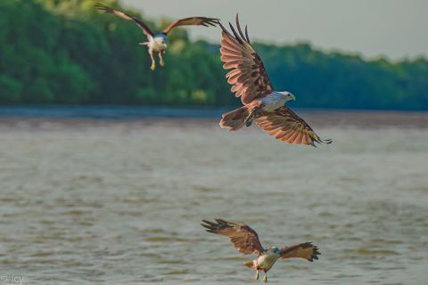Eagle Watching Experience in Kuala Selangor