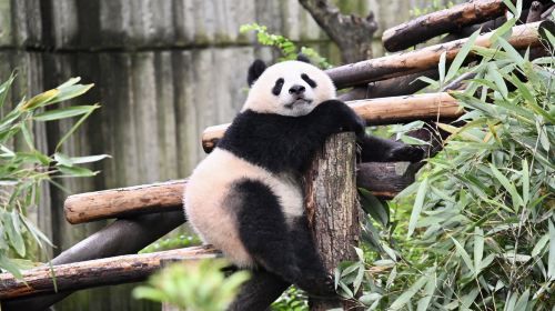 Chengdu Panda Park and Leshan Giant Buddha Daily Bus Tour with Tickets by CITS × ZANBUS
