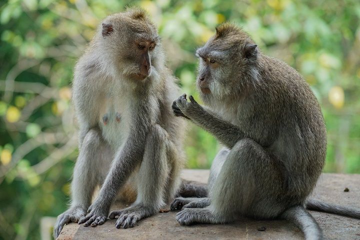 Sacred Monkey Forest Ubud