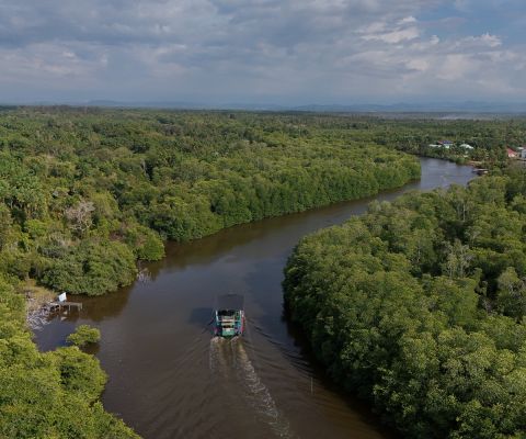 Sabah: Binsuluk River Cruise with Firefly Watching