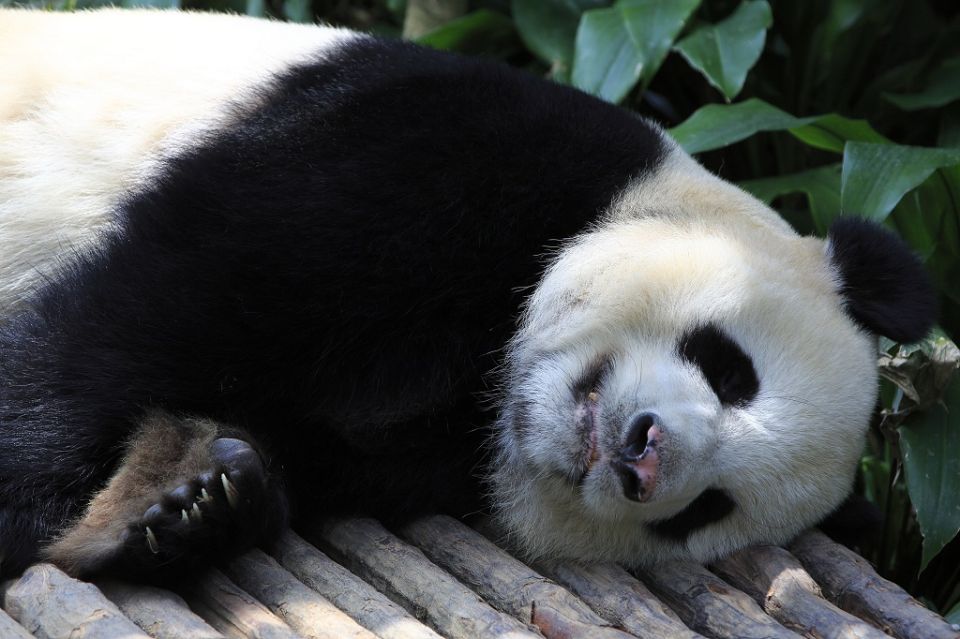 Safari Park Shenzhen