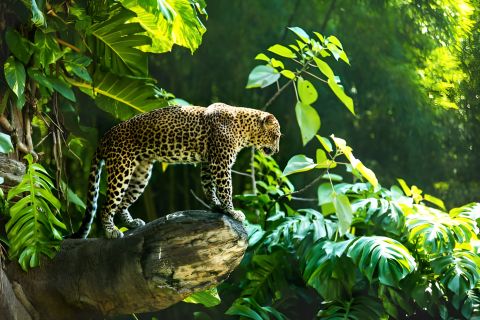 Wild Luxe: Bali Zoo Admission with Private Transfers