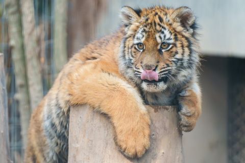 Shanghai Zoo